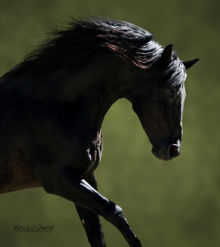 Professional photo of a black Morgan stallion.