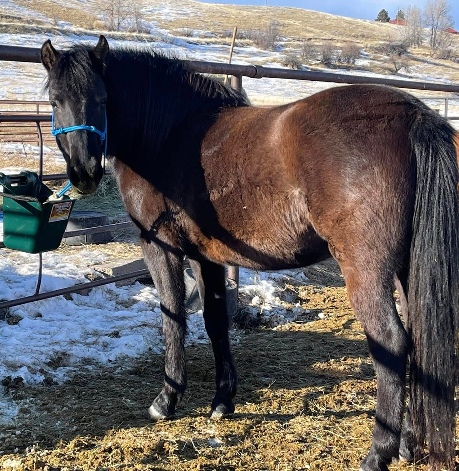 A dark brown horse tied to a pipe fence.