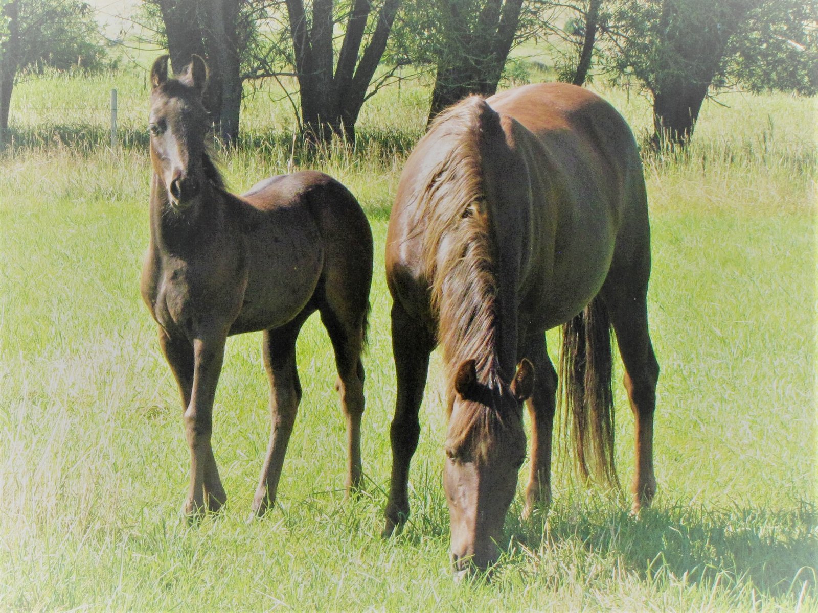 A chestnut (reddish-brown) Morgan mare and her black Morgan foal.