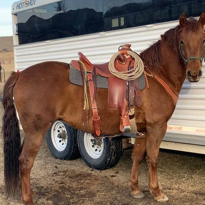 A young sorrel (orange) Morgan mare wearing a western saddle stands tied to a horse trailer.