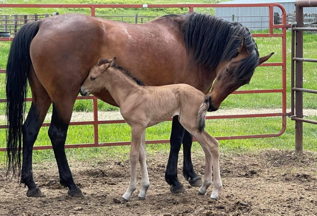 A bay (brown with black markings) mare with her new baby.