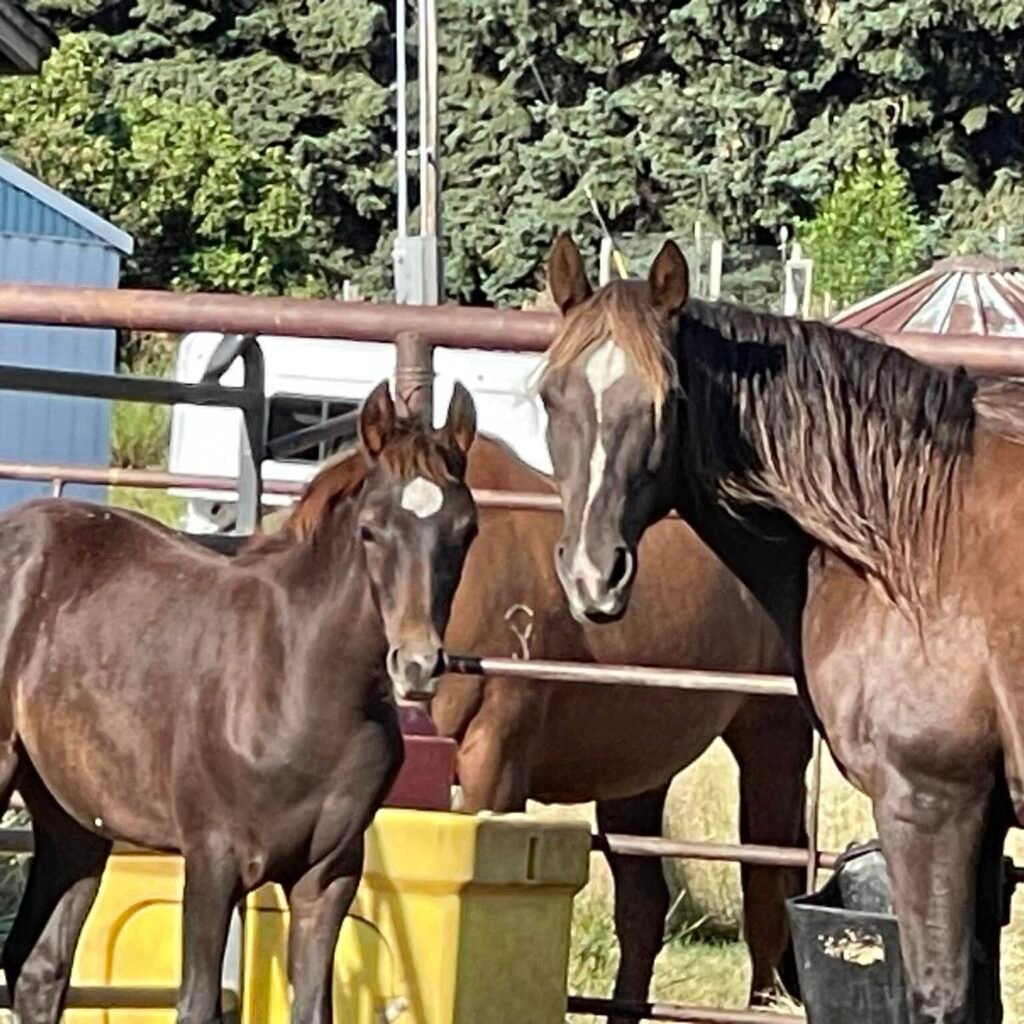 A chestnut colored mare and her foal standing next to a water tank in a corral with other horses in the background.