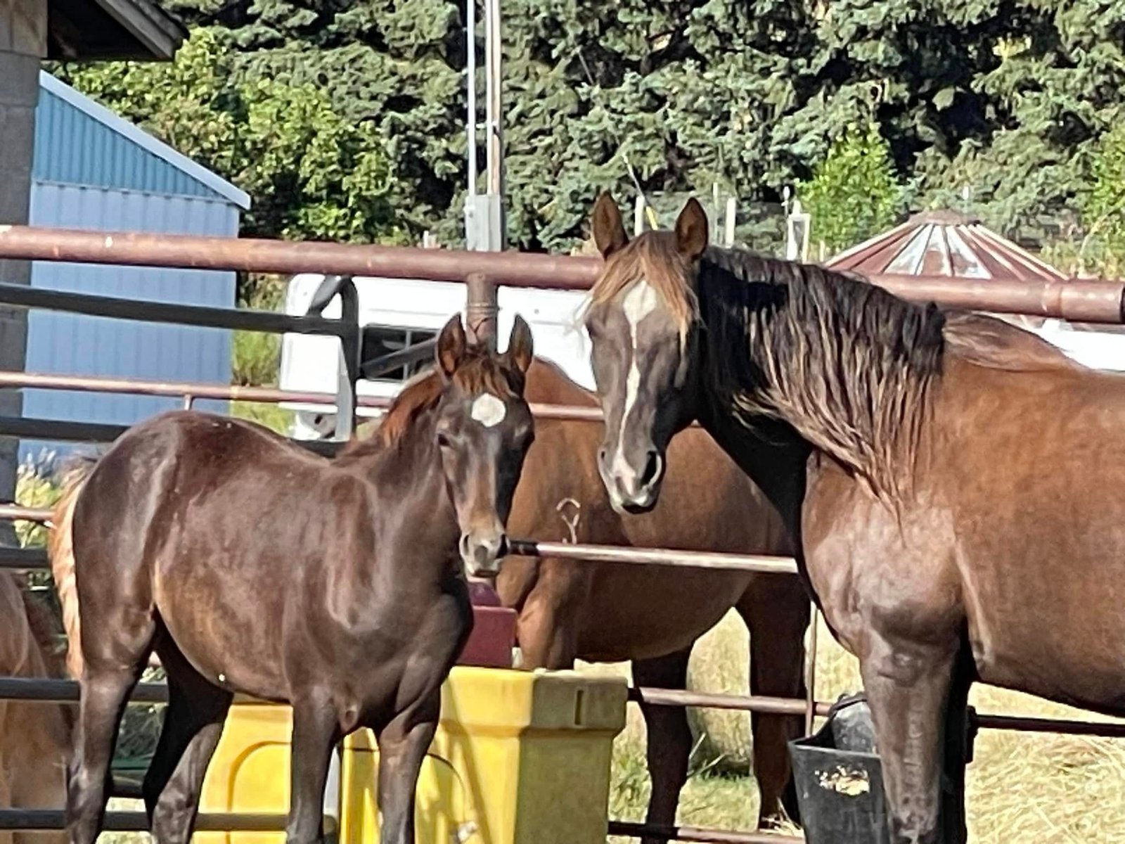 A chestnut Morgan mare with unique white facial markings stands in the corral with her chestnut Morgan foal.