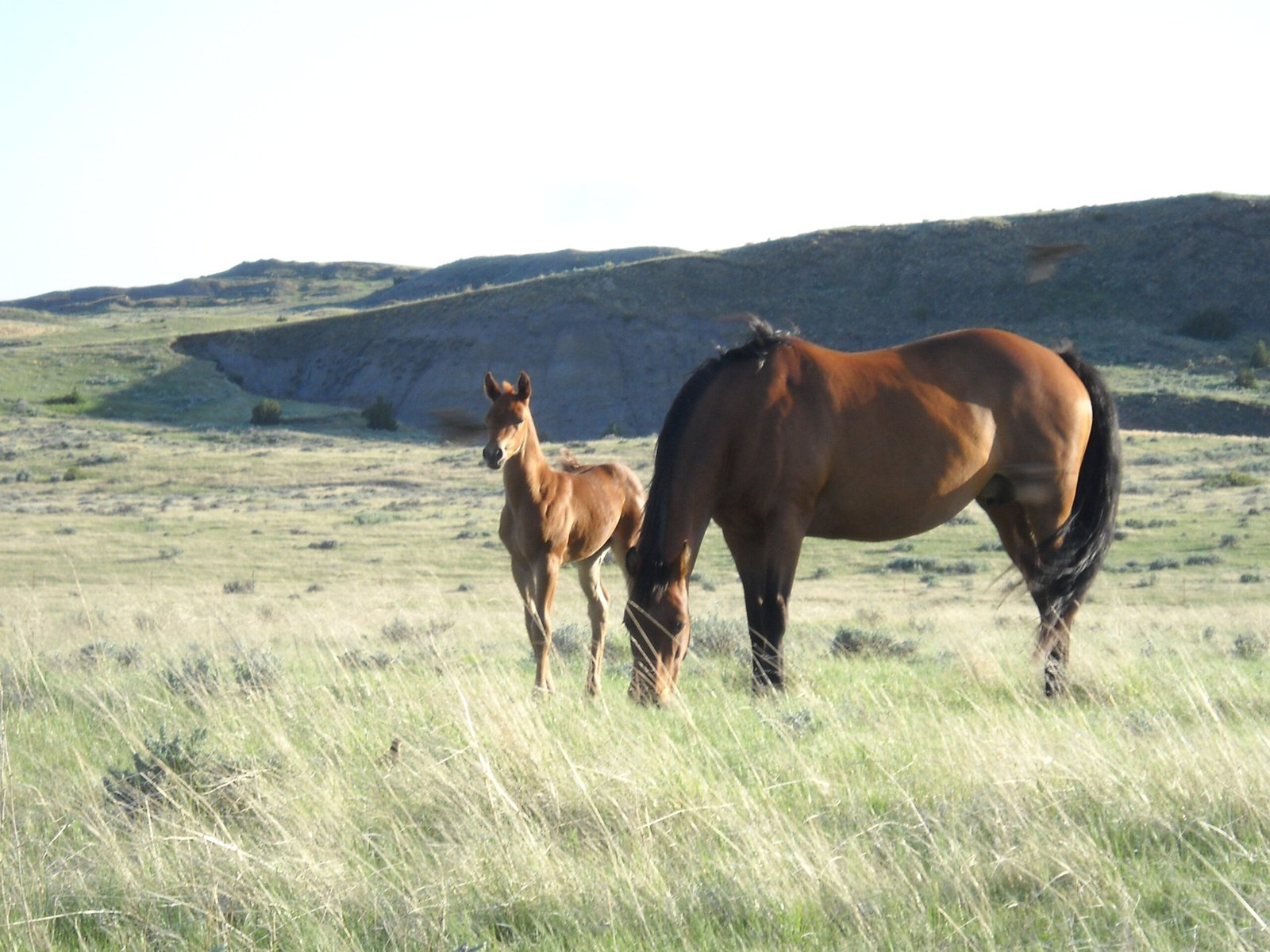 A bay mare and her foal out in the hills.