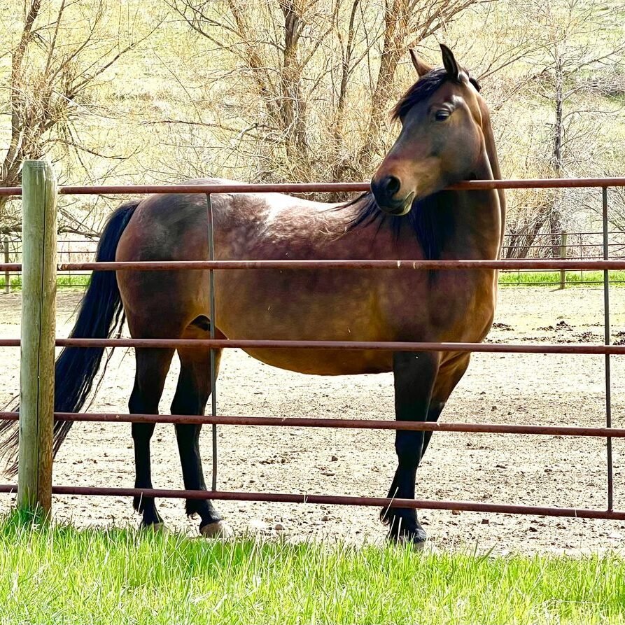 A beautiful brown (bay) mare looks over a metal fence panel on an early spring day.