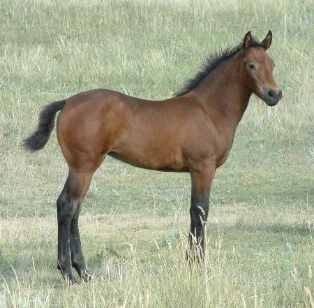 A young bay filly in a field of green grass.