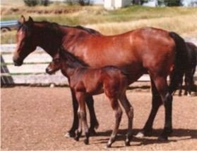 An old grainy photo of a bay mare and foal in a corral.