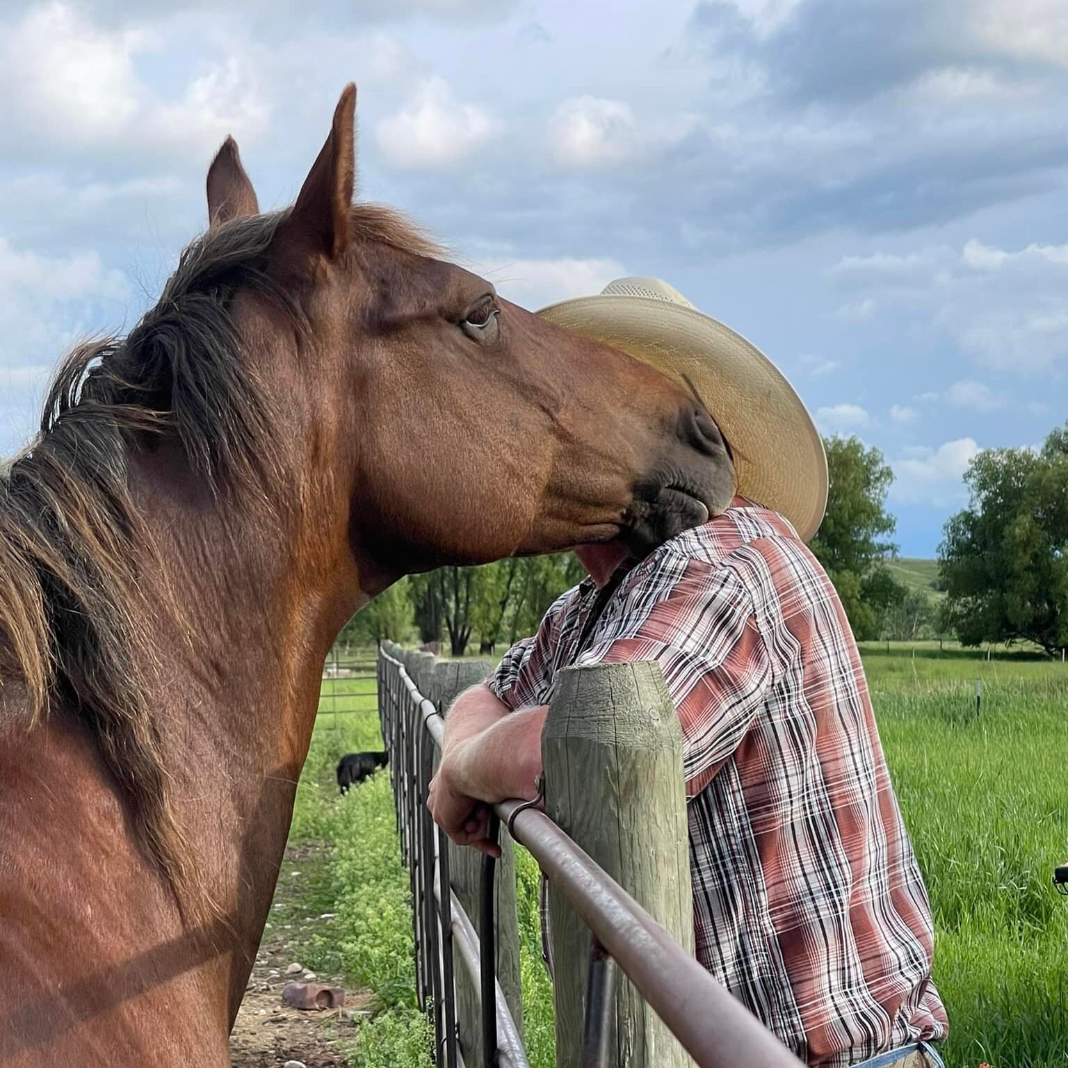 A sorrel (orange) horse nuzzles a man in a cowboy hat.