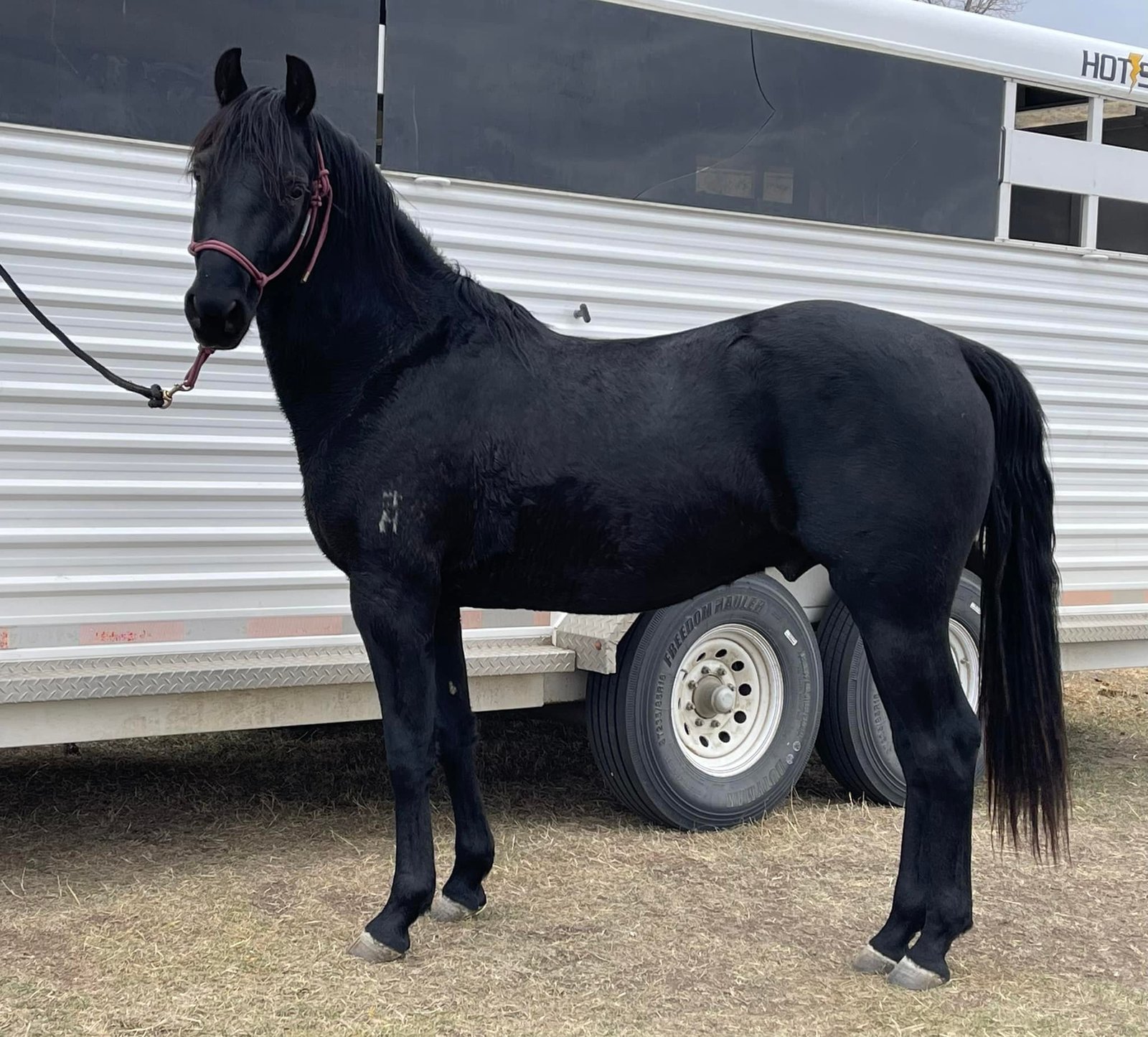A young black horse stands tied to a silver horse trailer.