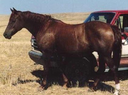 An old photo of a chestnut mare standing in front of a red and white Ford truck.
