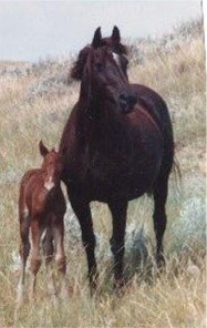 On old photo of a chestnut mare and her foal on the range in Montana.