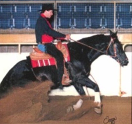 Old, grainy professional photo of a black Morgan stallion performing a sliding stop.