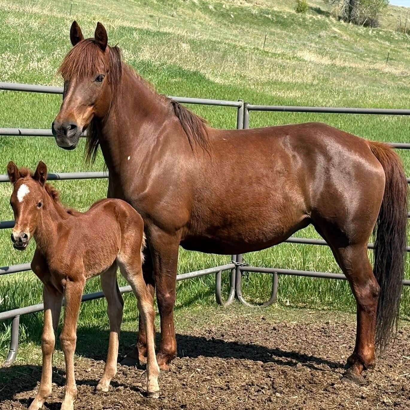 A sorrel (orange) mare and her sorrel foal standing in the corner of a pen made of livestock panels.