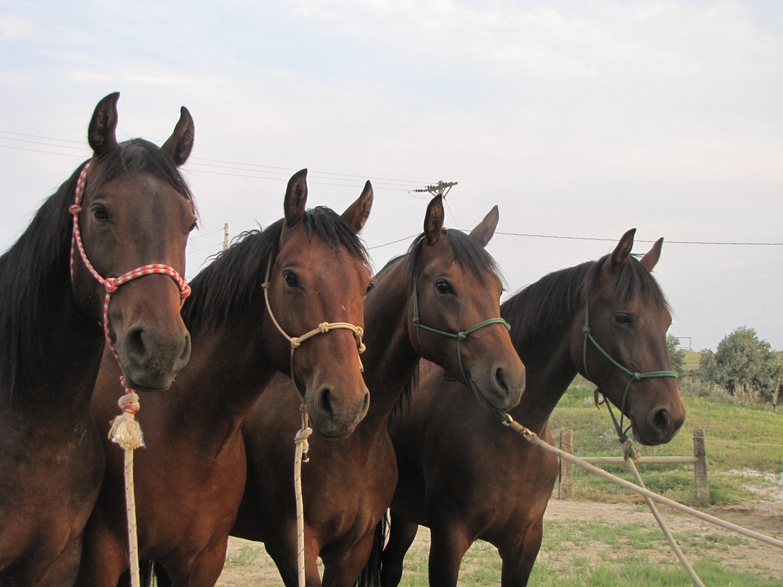 Four bay Morgan horses wearing halters.
