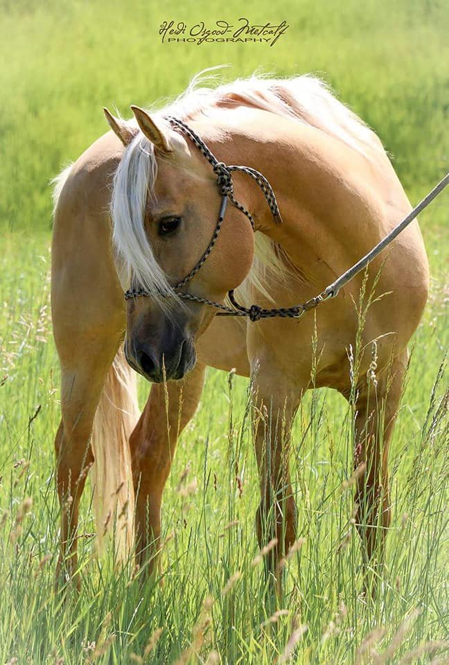 Professional photo of a dunalino (gold with white mane and tail) stallion in a field of green grass.