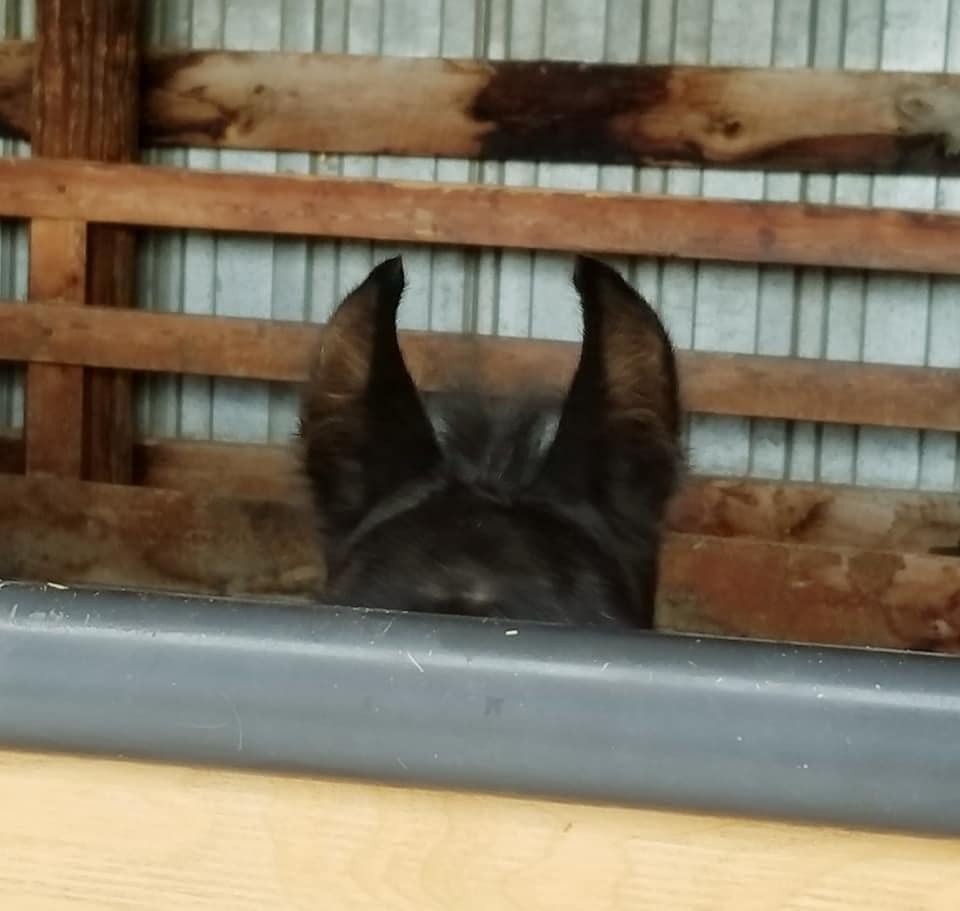 A photo that shows a newborn foal's ears sticking up behind the wall of his stall.
