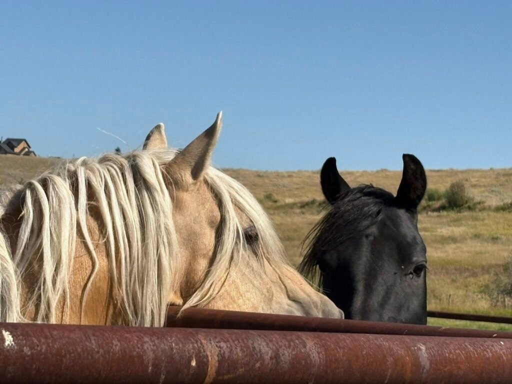 Two young Morgan stallions talk to each other over a pipe fence.