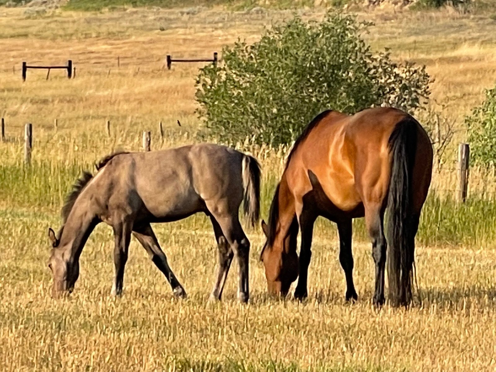 A bay mare and her colorful foal graze in late summer.