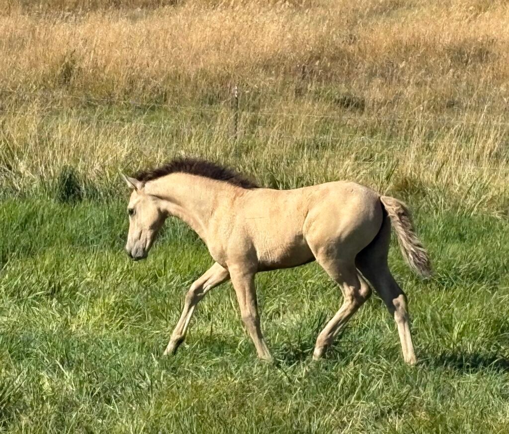 A young Morgan foal.