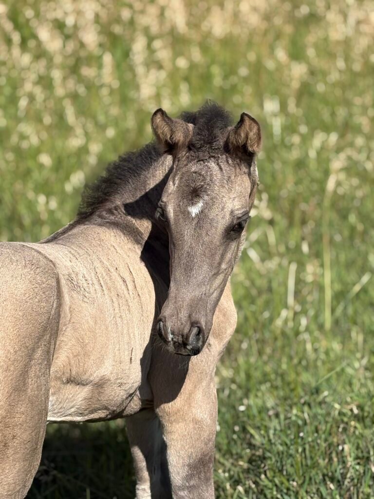 TruWest All Dolled Up. a grulla Morgan filly standing in a field of grass.