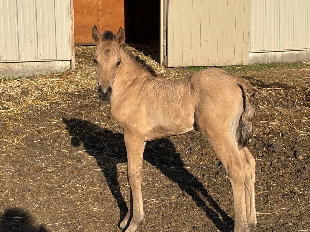 A young Morgan foal.