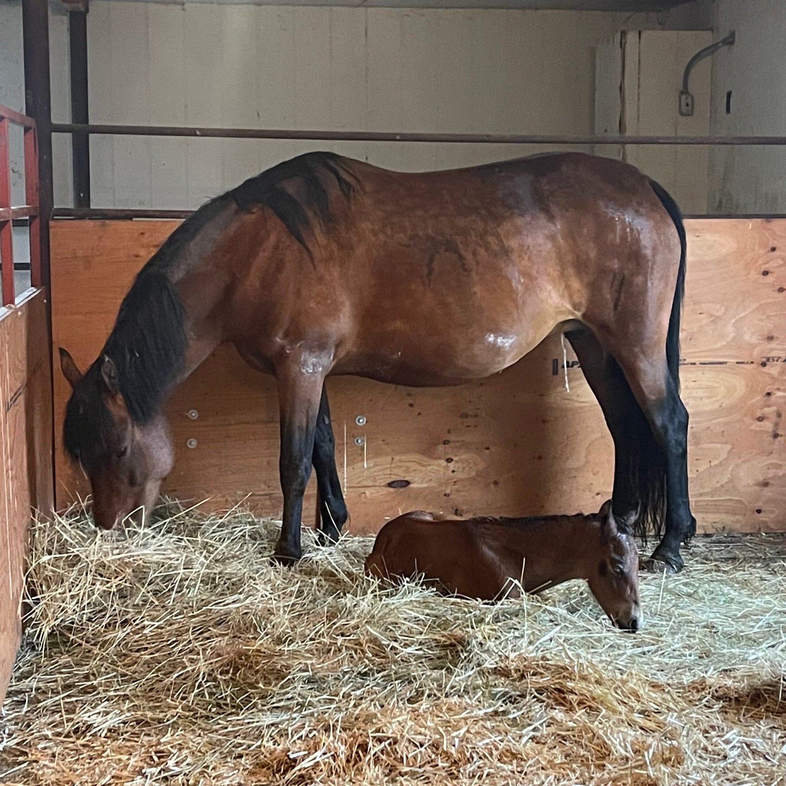 A mare and her newborn foal in a stall with hay on the floor.