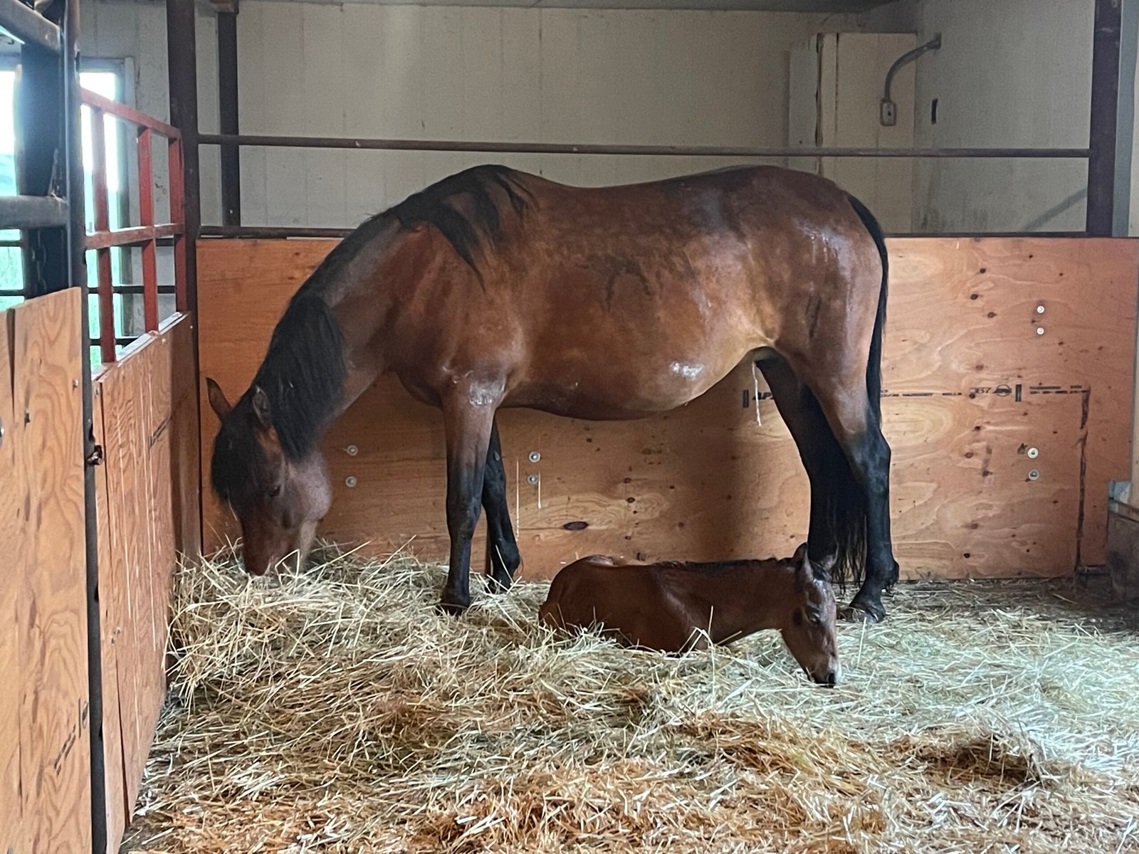 A mare and her newborn foal in a stall with hay on the floor.