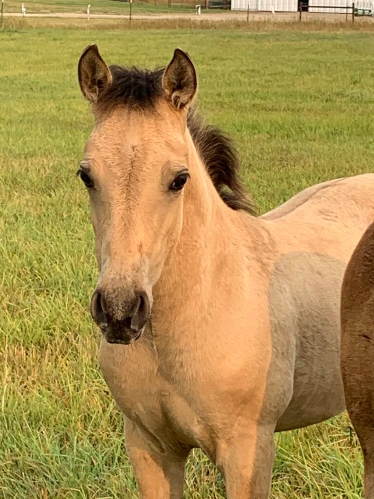 A young Morgan foal.