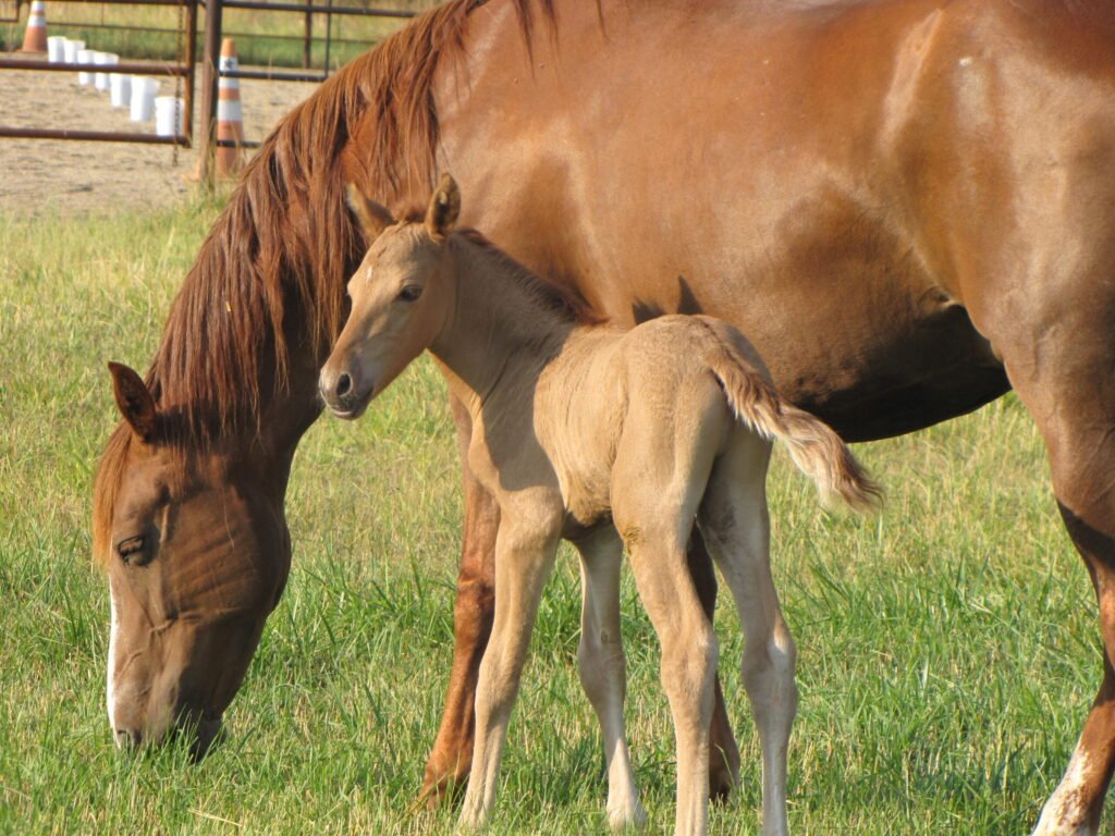 A young Morgan foal and his mother.