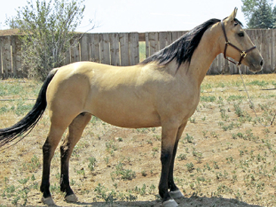 A Morgan mare the color of buttermilk with black mane and tail standing in a lot with a plank fence in the background.