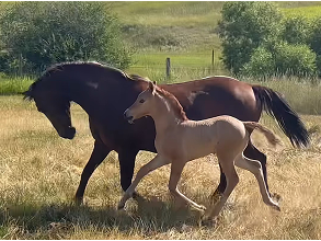 A dark Morgan mare runs in the sunshine with her toffee-colored baby.