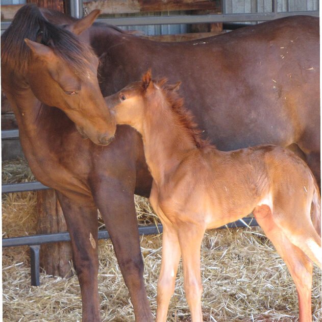 Photograph of a red-brown mare and her new foal.