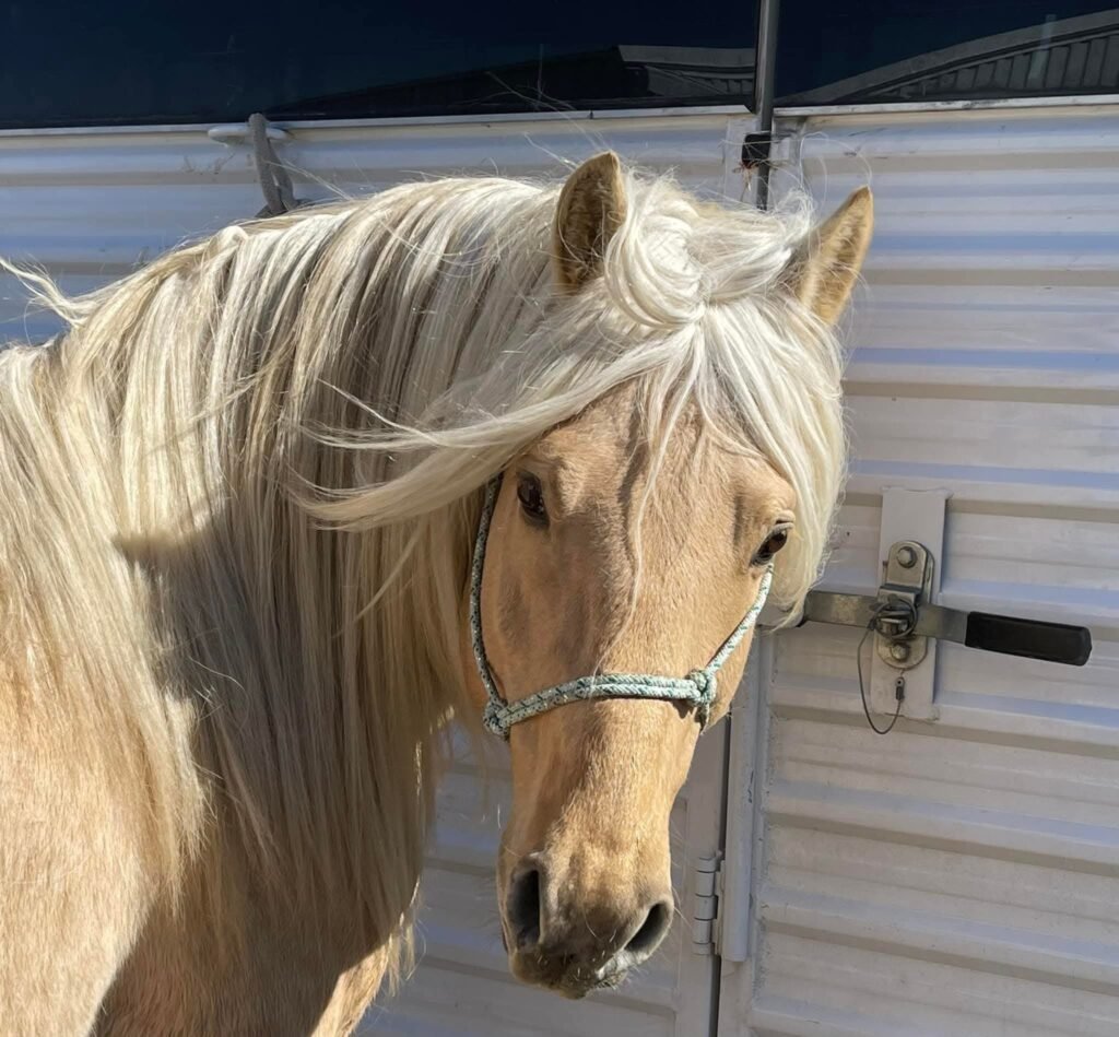 headshot of a young dunalino stallion tied to a horse trailer.