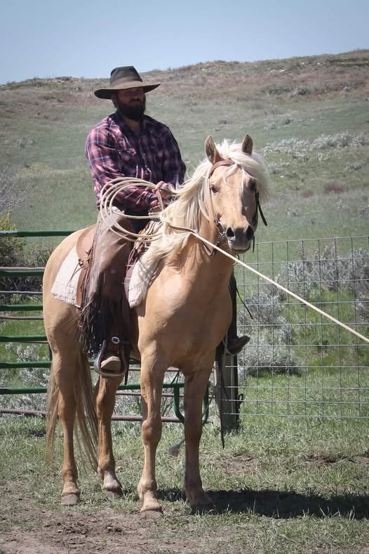 A cowboy sitting on  dunalino Morgan stallion wearing a western saddle and gear in a pen full of cattle in Montana.