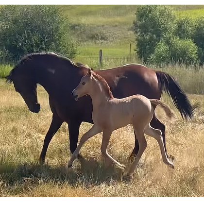 A chestnut Morgan Mare and her dun baby running.
