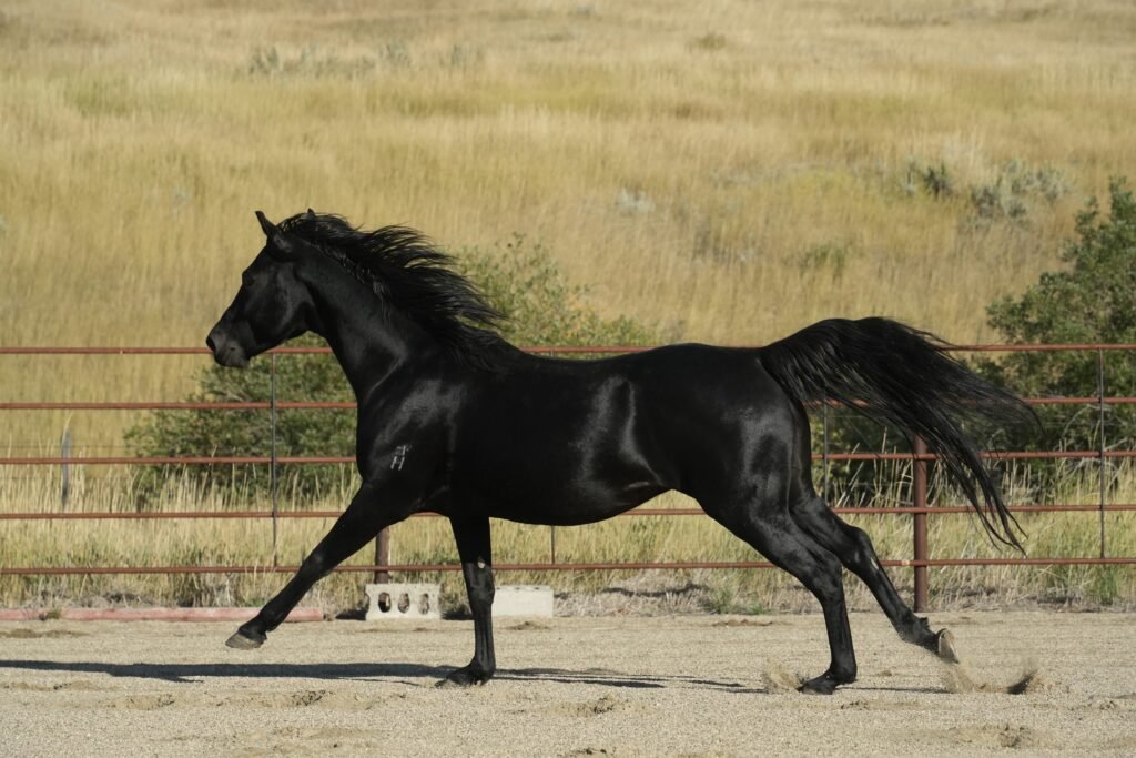 A young black Morgan stallion is running along a rail fence.