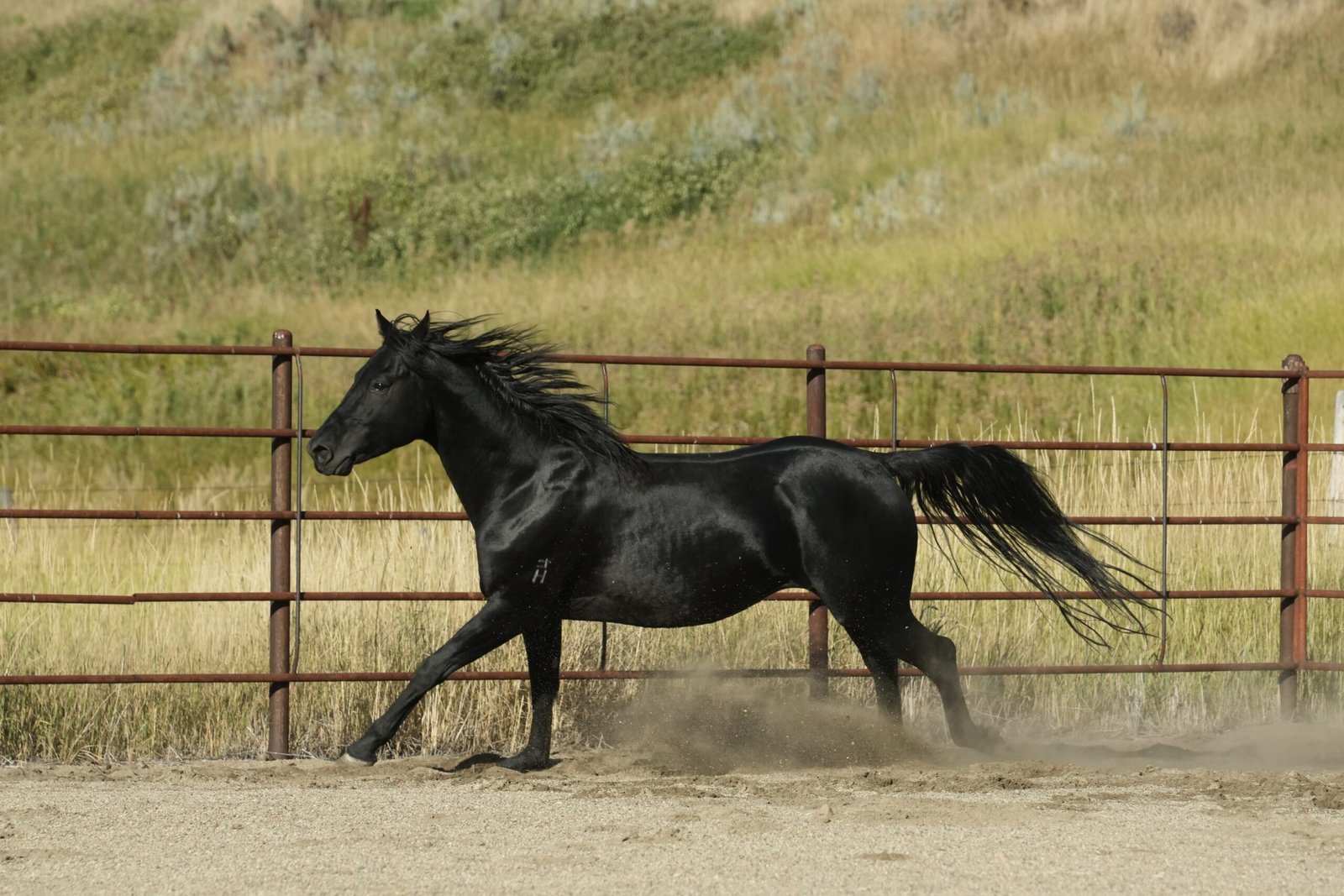 A young black Morgan stallion is running along a rail fence.