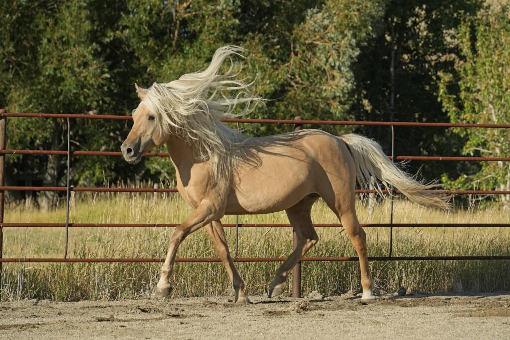 A dunalino (golden colored with light mane and tail) stallion trots along a red rail fence, with gold and brown grass in the background.