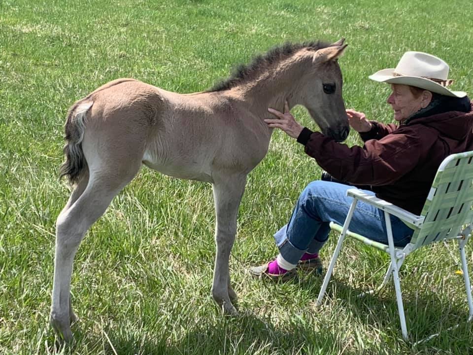 A cowgirl sitting in a folding lawn chair is petting a very young dun (light brown with dark markings and dorsal stripe) foal in a field of green grass.