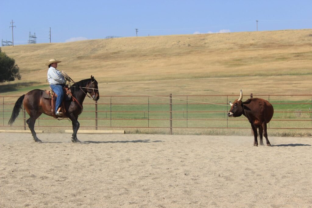A cowgirl on a brown horse has caught a steer by catching his horns with a rope.
