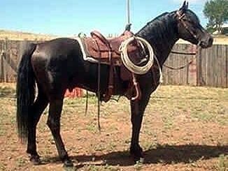 A black Morgan stallion in a western saddle and bridle, standing in a corral.