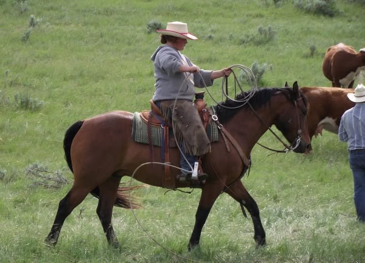 A young cowgirl prepares her lariat for another loop.  She is riding a bay Morgan gelding with western tack.