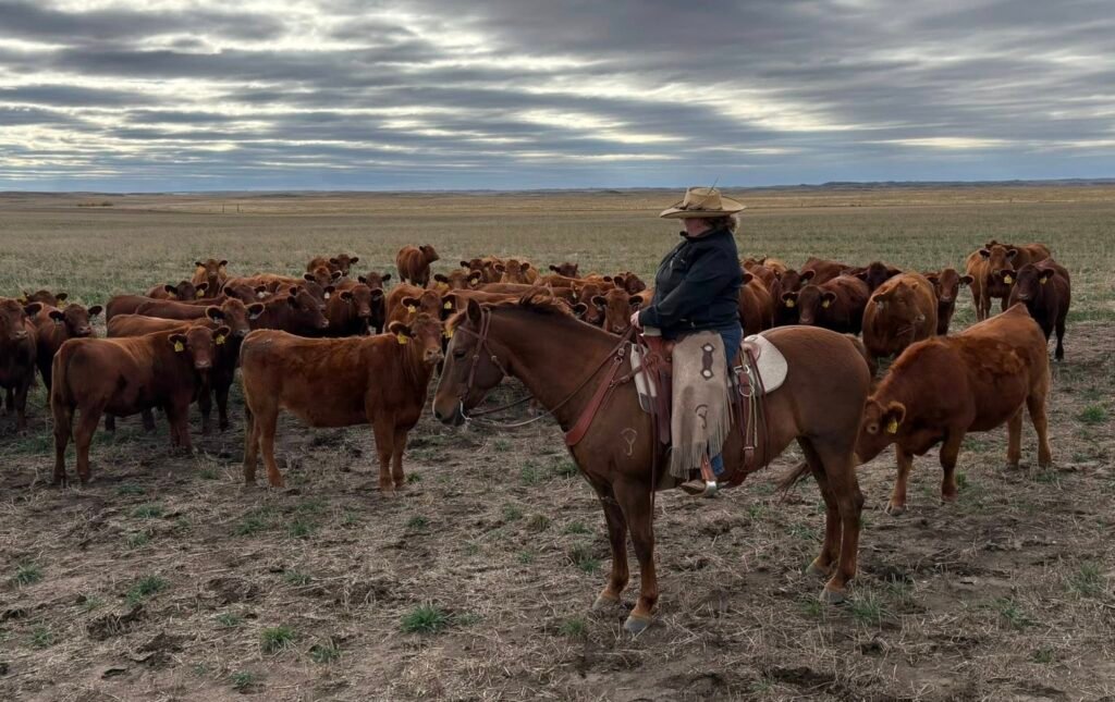A cowgirl on a sorrel (orange) horse stand looking at a herd of young cows who are the same color as the horse.