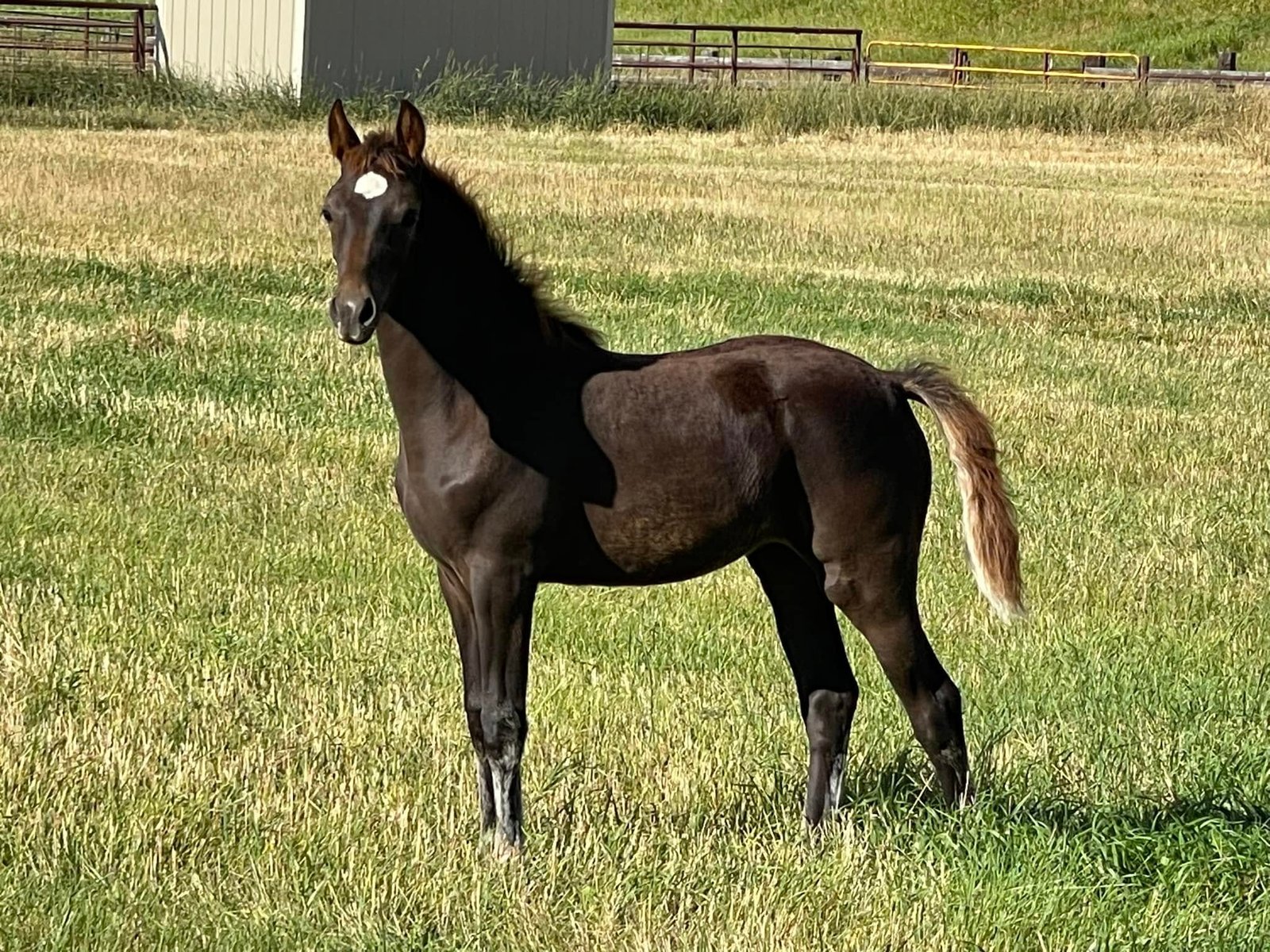 A young Morgan filly, brown with a big white spot in the middle of her forehead, stands in a field of grass.
