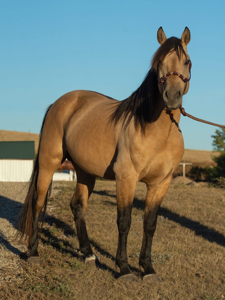 A beautiful buckskin Morgan stallion.