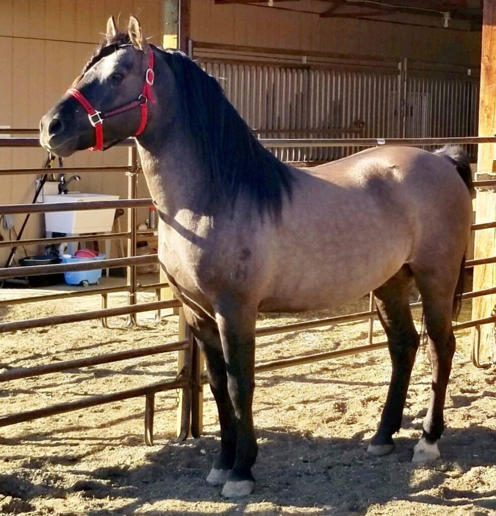 A rare grullo Morgan stallion tied ot a fence in Wyoming.