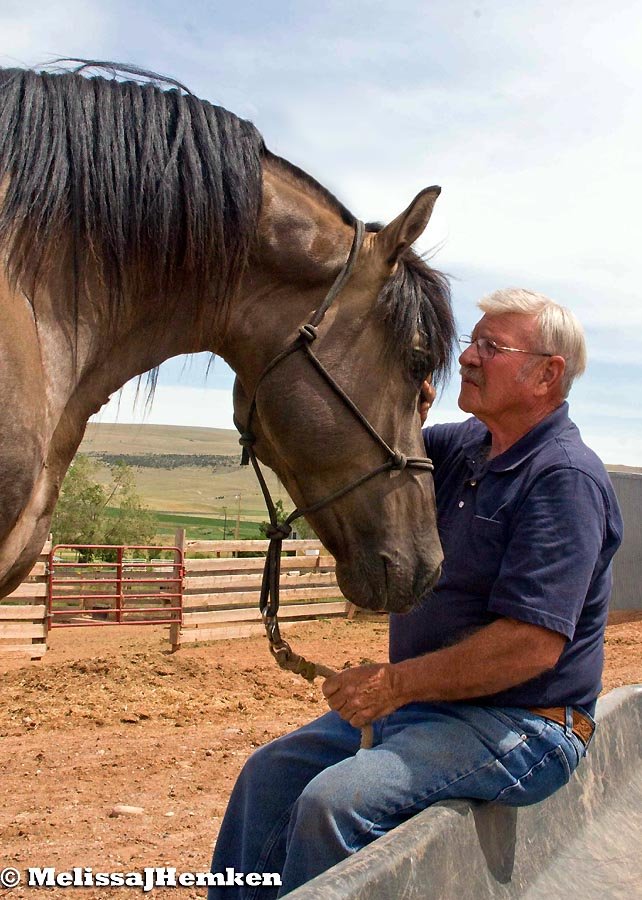 Morgan stallion TruWest Silver Suede, a golden-brown color with black mane and tail, puts his head down to receive affectionate attention from his owner who is seated on the side of a feed trough.