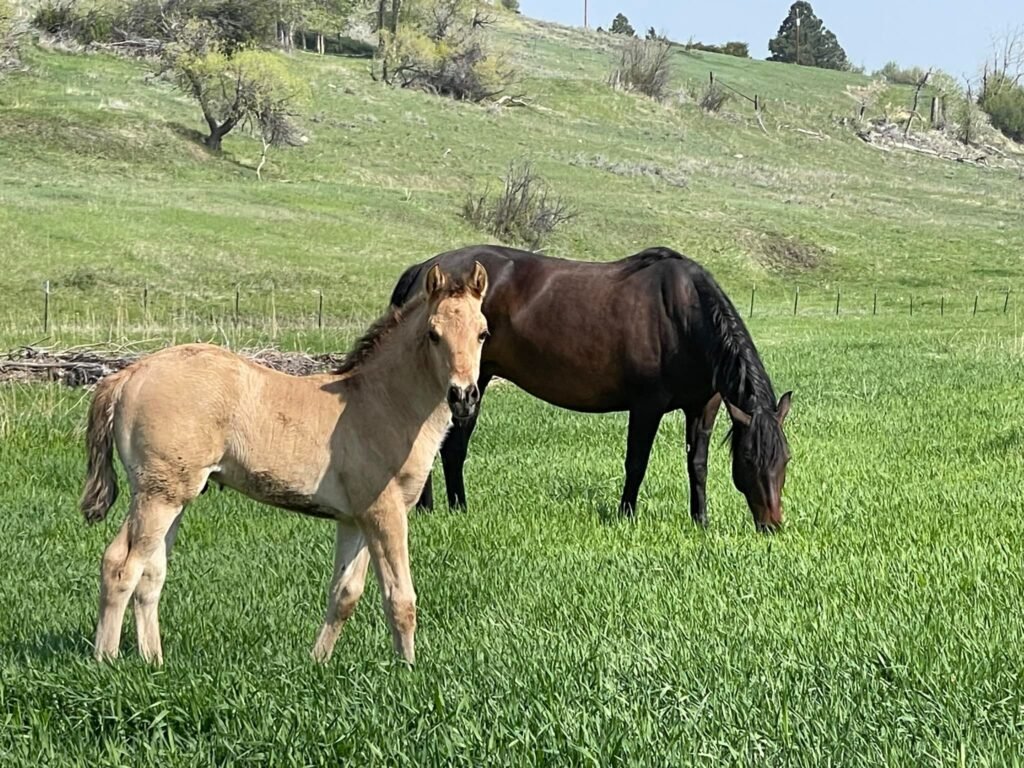 A dark brown mare with her light-tan colored foal in a field of fresh green grass.