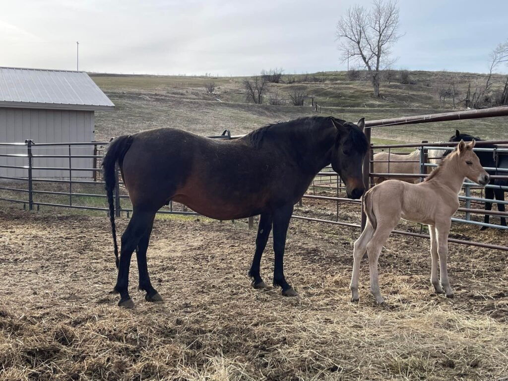  A bay mare and her new toffee-colored baby in a pen of livestock panels.