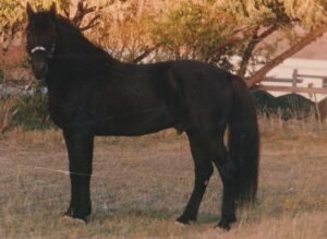 A black Morgan Stallion, circa 1992
